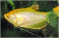 /album/hs-peixes-ornamentais/tricogaster-ouro-jpg/